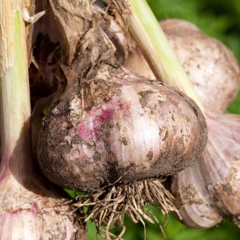 How to Harvest and Cure Garlic