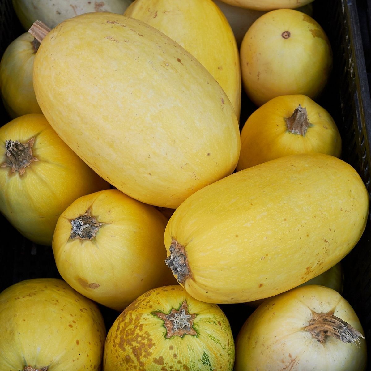 Squash- Vegetable Spaghetti seeds | TheSeedCollection