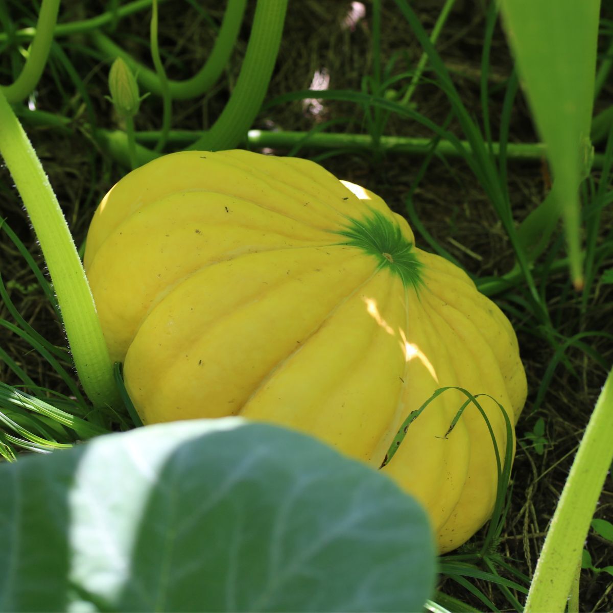 Pumpkin- Moranga seeds | The Seed Collection