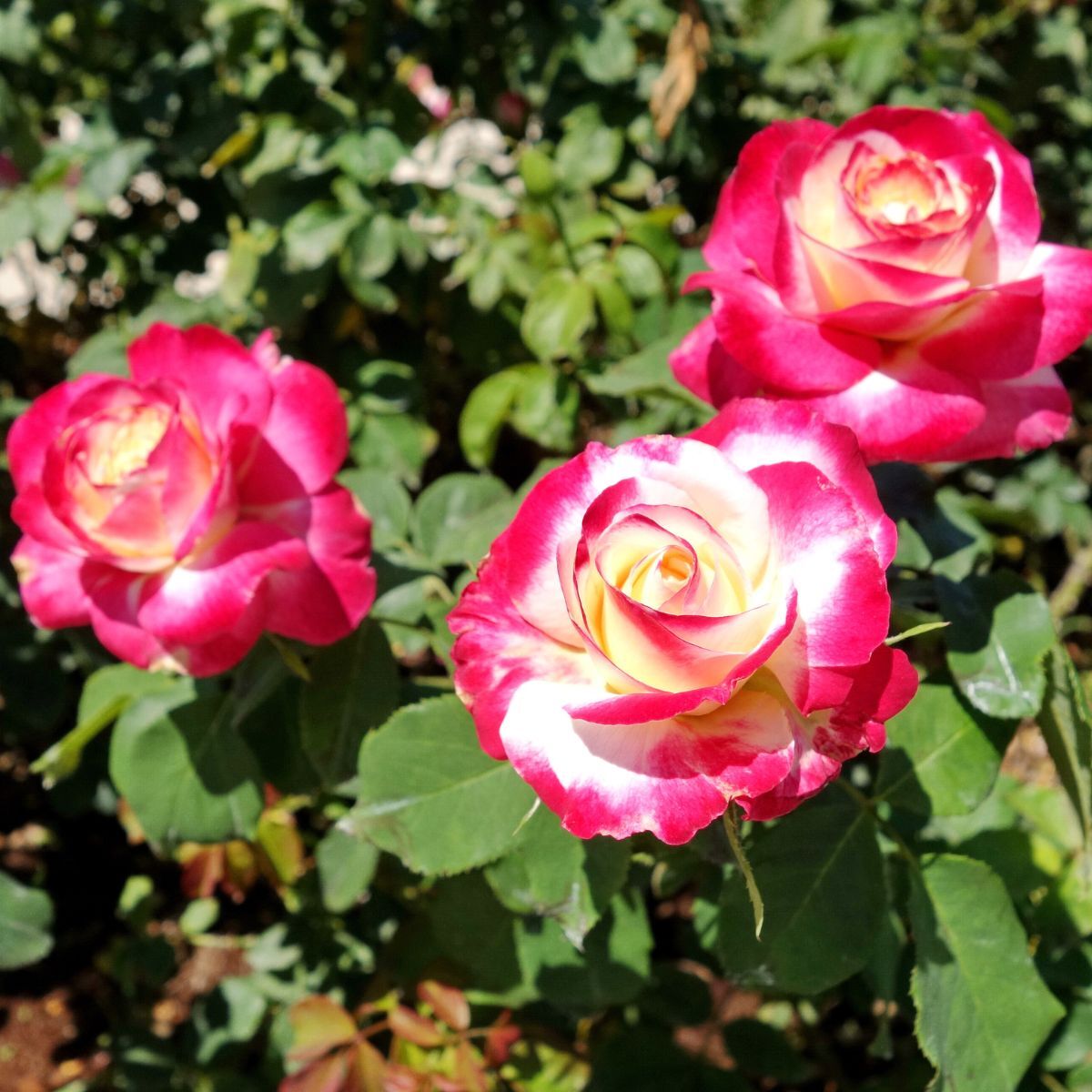 Rose- Double Delight | The Seed Collection