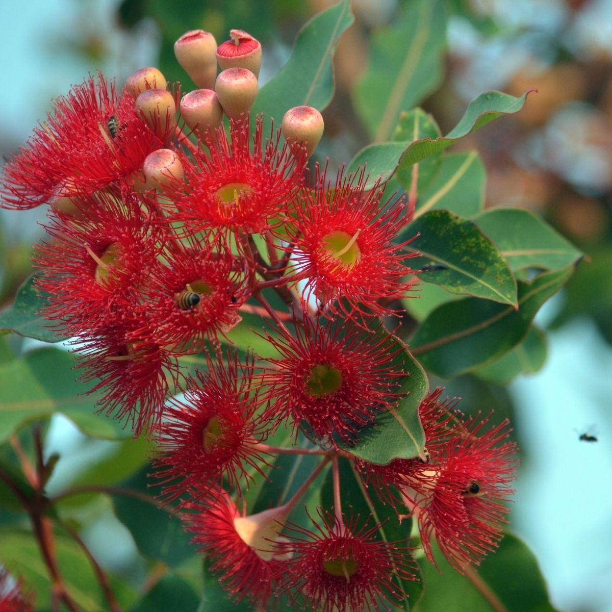 Red flowering gum
