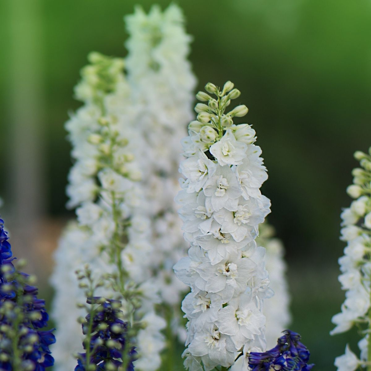 Larkspur Imperial White King Seeds The Seed Collection