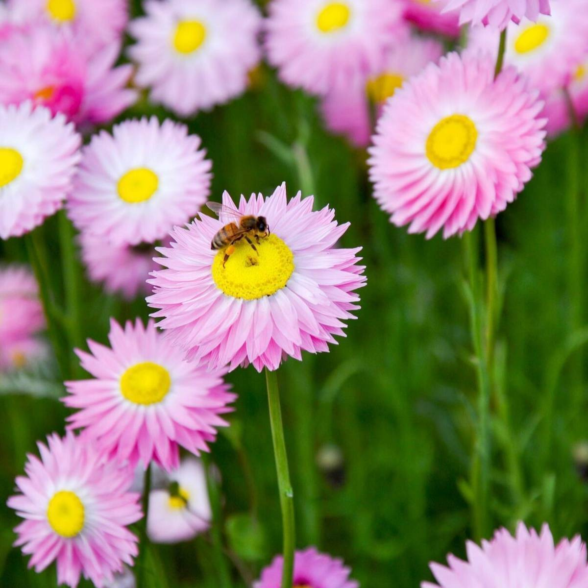 paper-daisy-rose-seeds-the-seed-collection