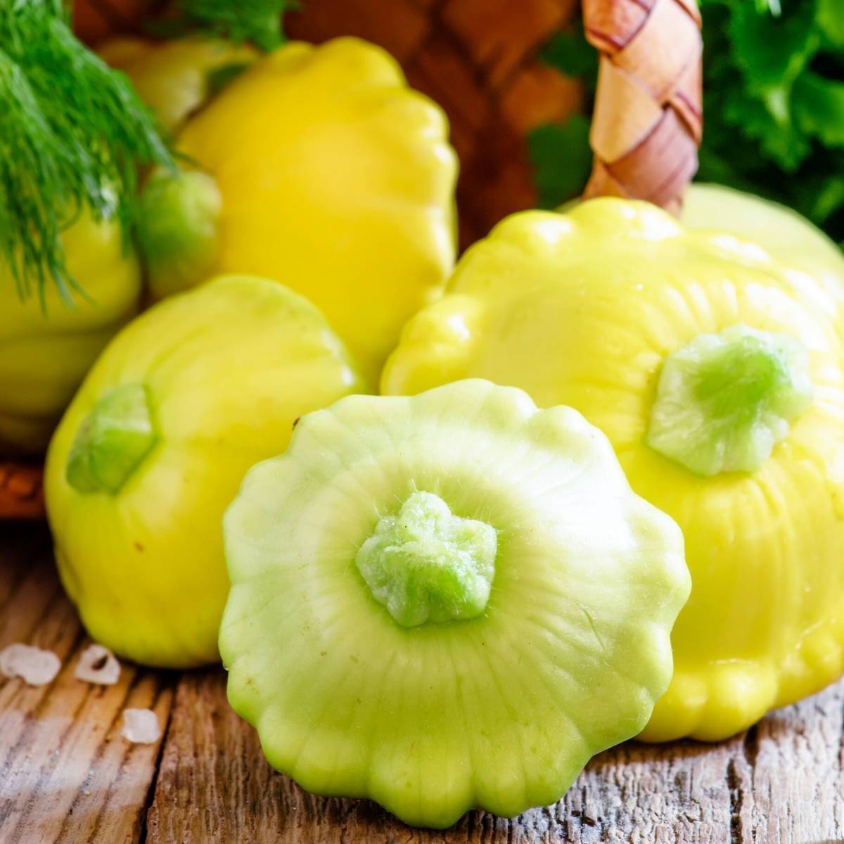 Summer Squash- Golden Scallopini seeds | The Seed Collection