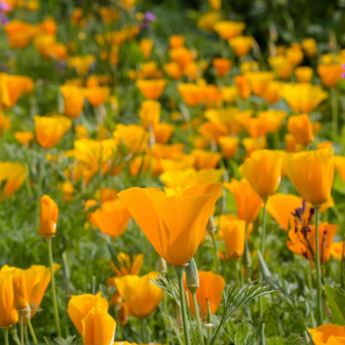 California Poppy Seeds - Orange