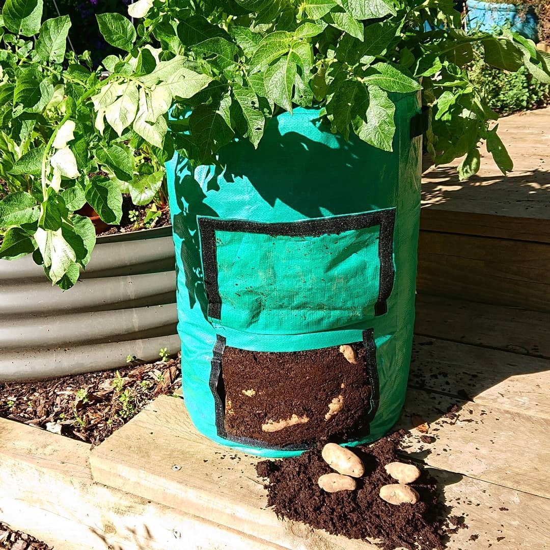 Growing Potatoes in Grow Bags – Southern Gardener