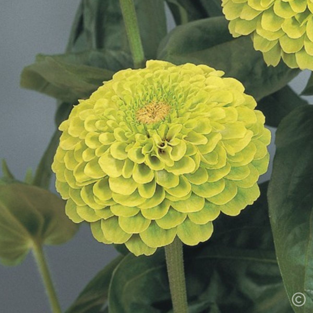 Zinnia- Benary's Giant Lime Seeds | The Seed Collection