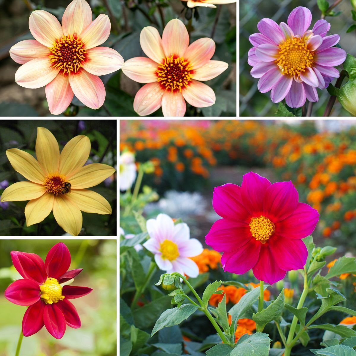 Dahlia- Coltness Single Mix seeds | The Seed Collection