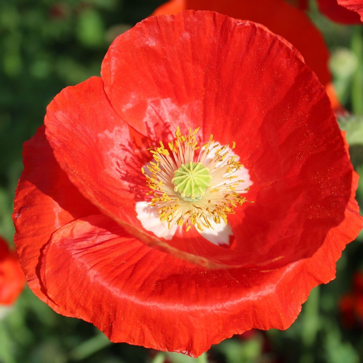 Poppy- American Legion seeds | The Seed Collection