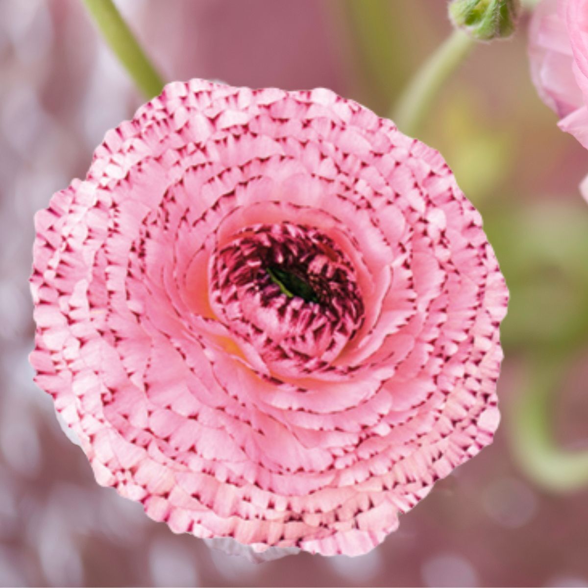 Ranunculus- Elegance Bianco Striato 48-14 seeds | The Seed Collection