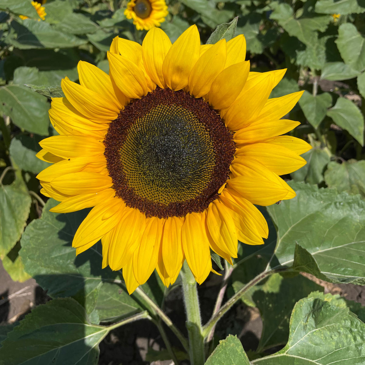 Sunflower- Galaxy F1 seeds | The Seed Collection