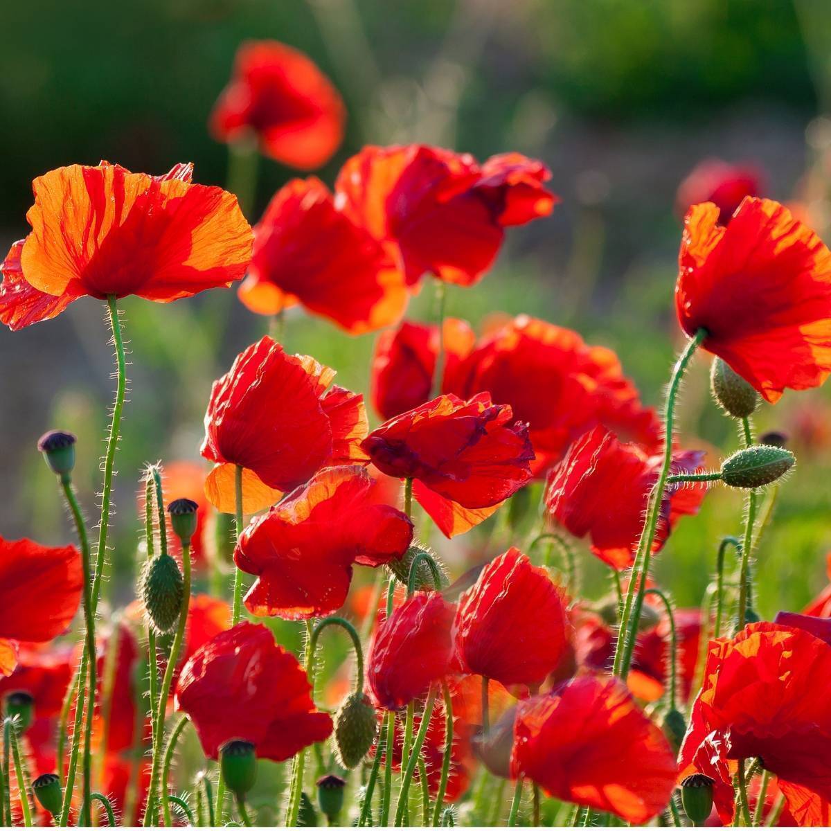 Poppy- Flanders seeds | The Seed Collection