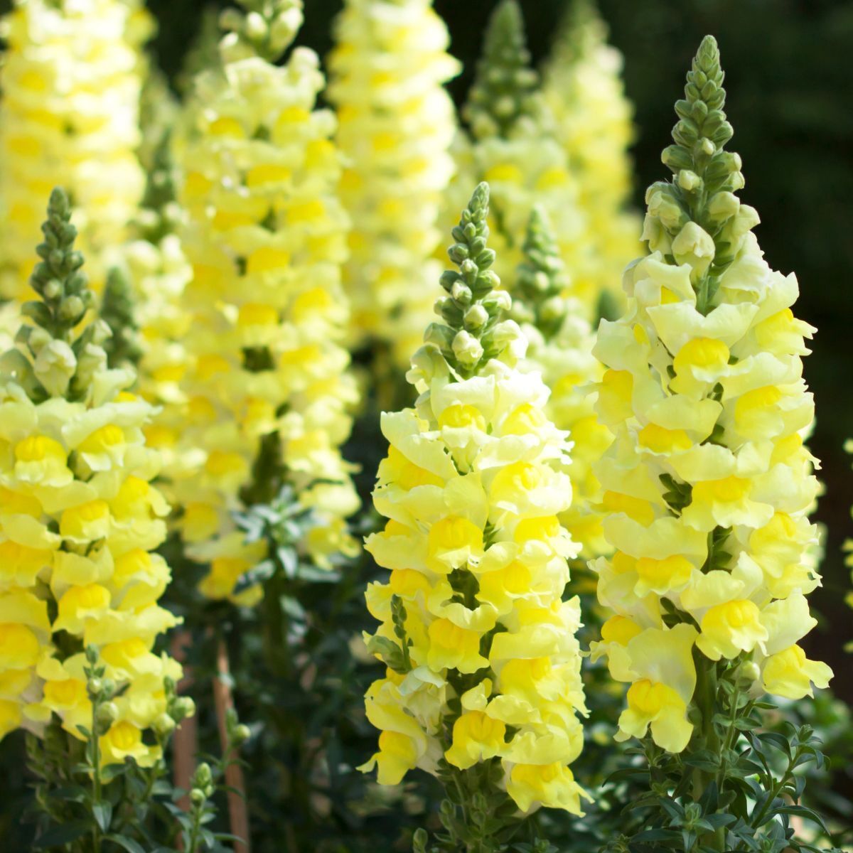 Snapdragon- Canary Bird | The Seed Collection