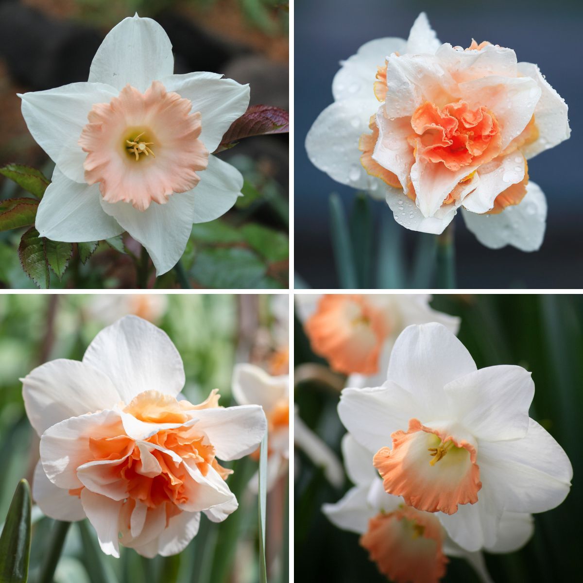 Daffodil- Mixed Pink | The Seed Collection
