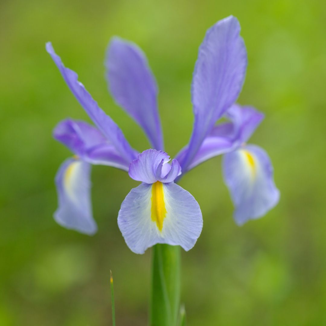 Dutch Iris - Van Zyverden