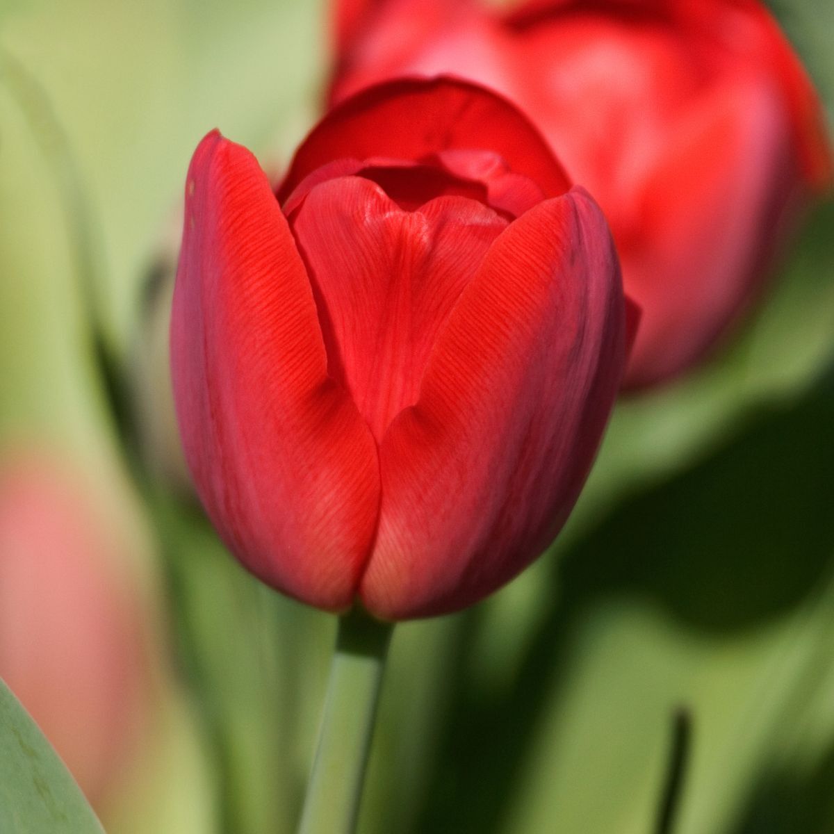 a single red tulip flower bud, Tulipa, opening in the spring