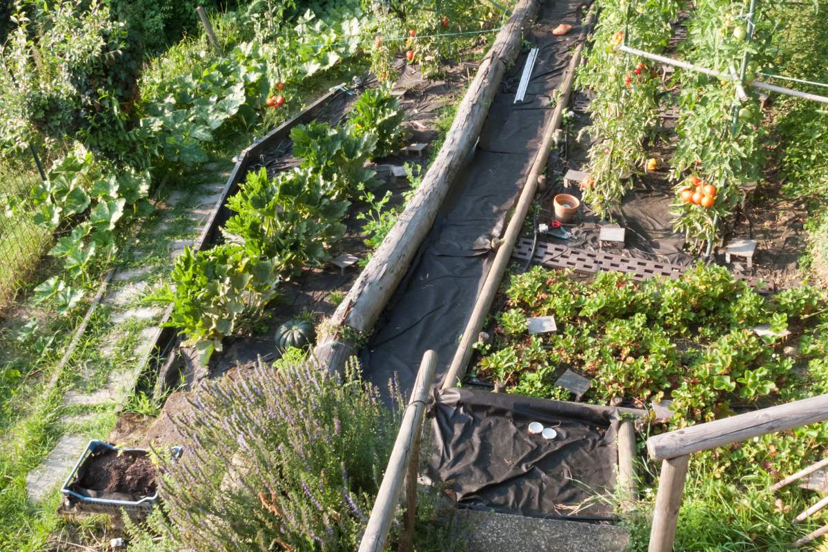 Vegetable garden on slope