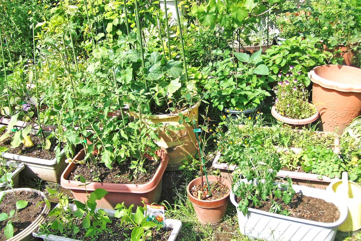 A kitchen garden with vegetables growing wildly in old pots and a bathtub