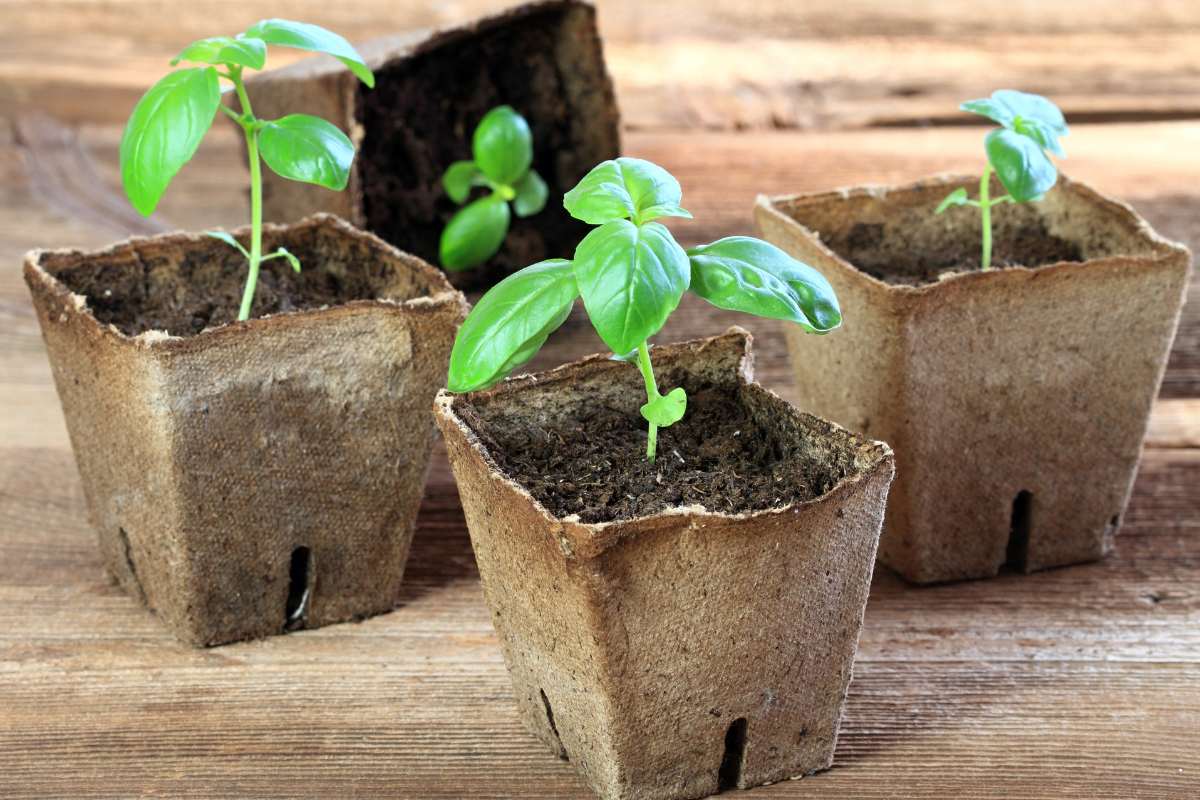 Basil seedlings in Jiffy pots