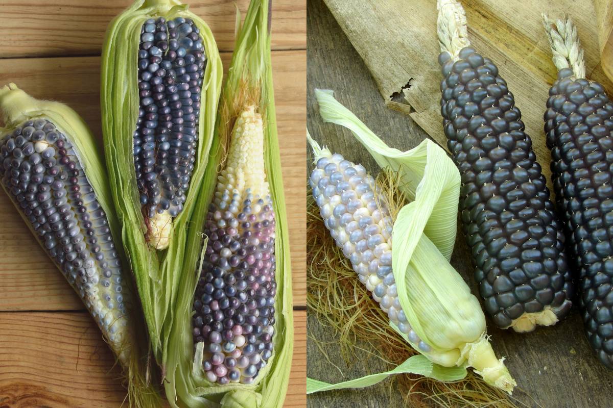 Mini Blue Corn Cobs