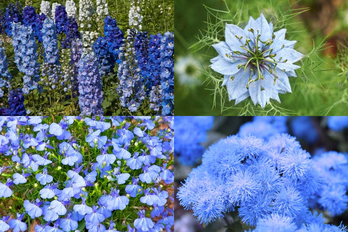 Blues delphinium nigella lobelia ageratum