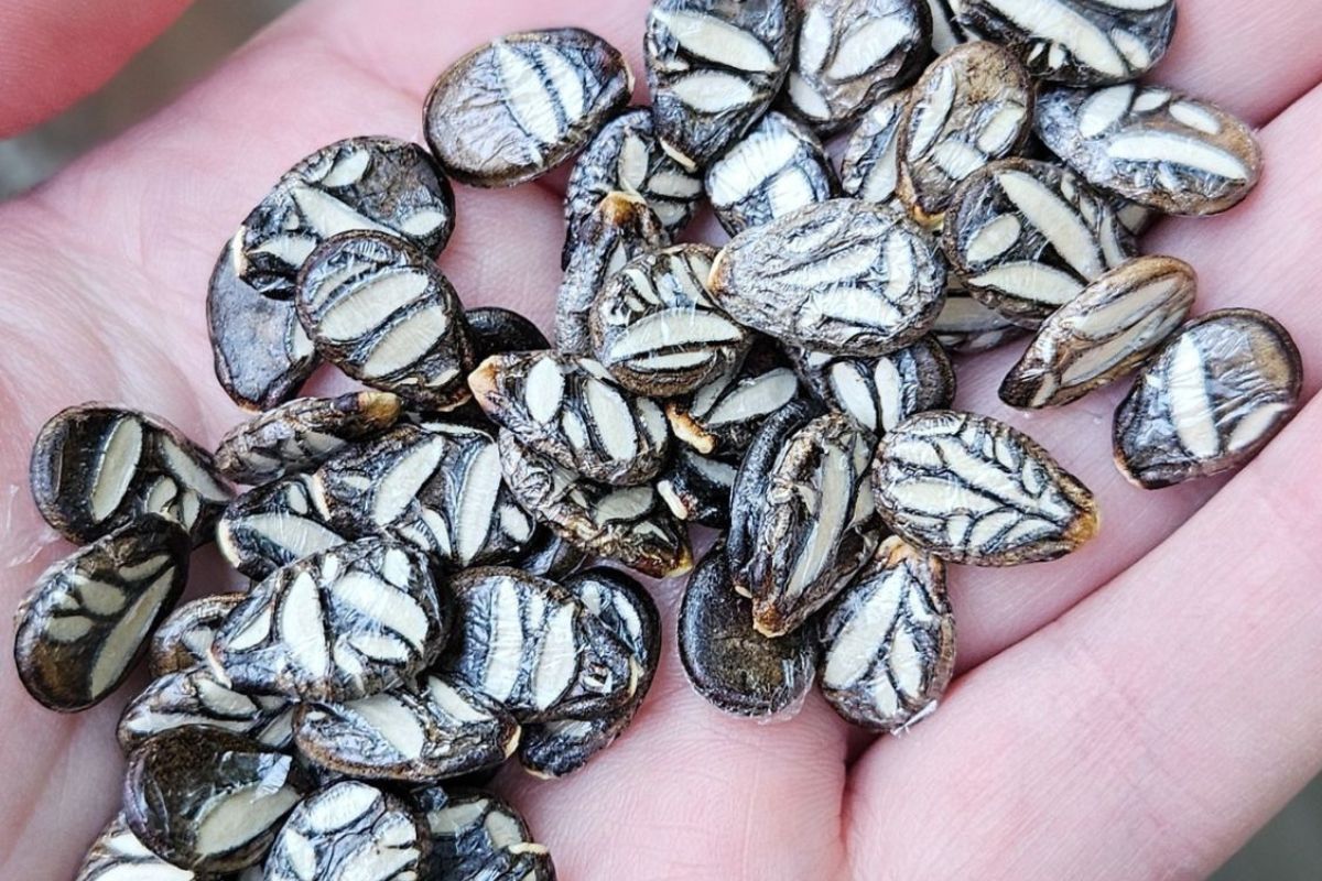 Cekirdegi Oyali seeds in hand