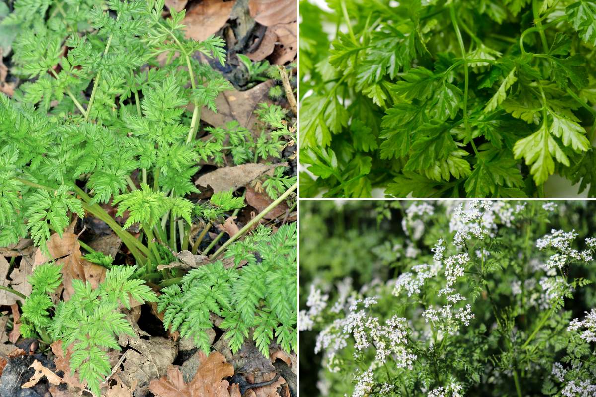 Chervil