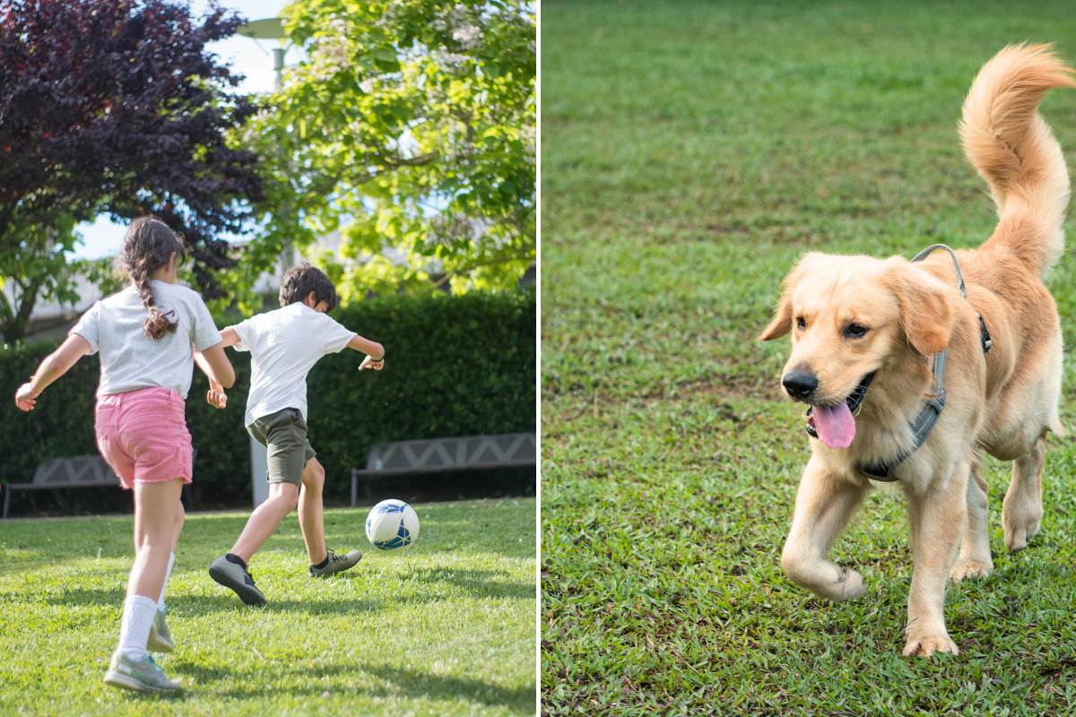 Children and dogs on lawn