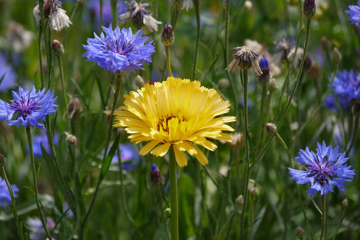 Complementary colours yellow and blue