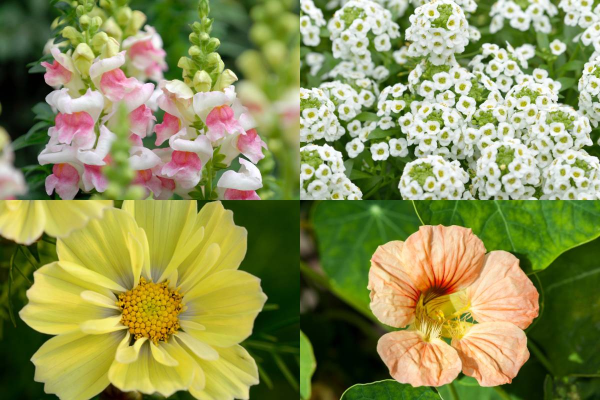 Cool pastel colours snapdragon alyssum cosmos xanthos nasturtium peach