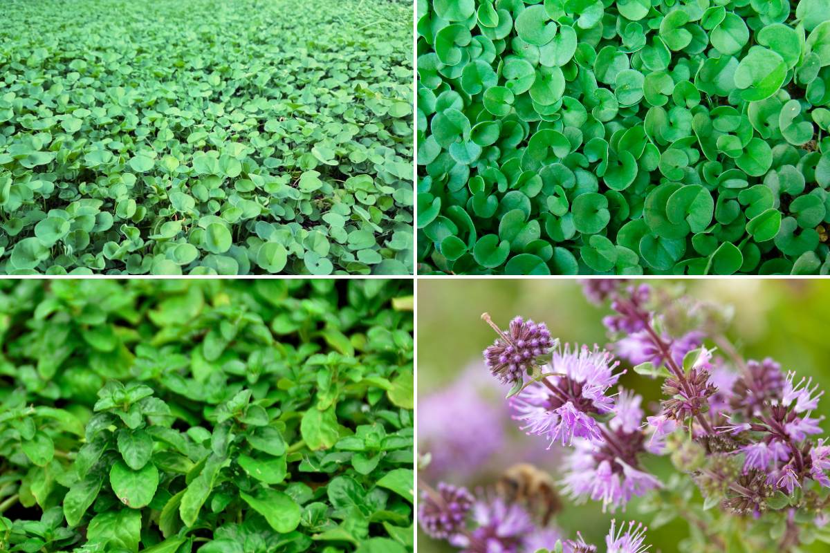 Dichondra and pennyroyal lawn