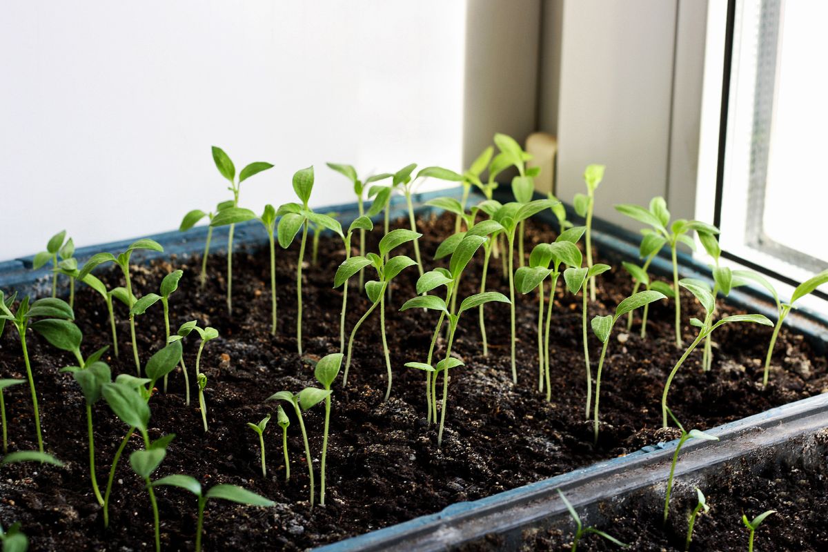 Eggplant seedlings on tray indoors