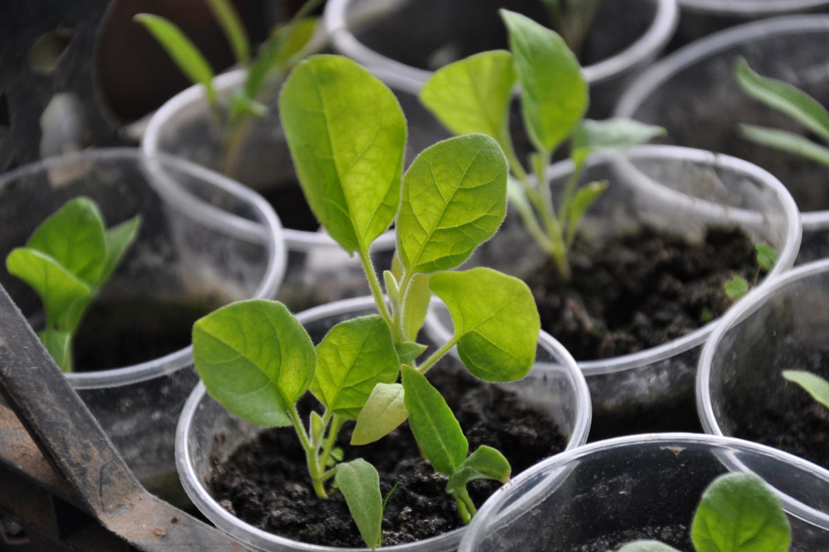 Seedlings in small pots indoors