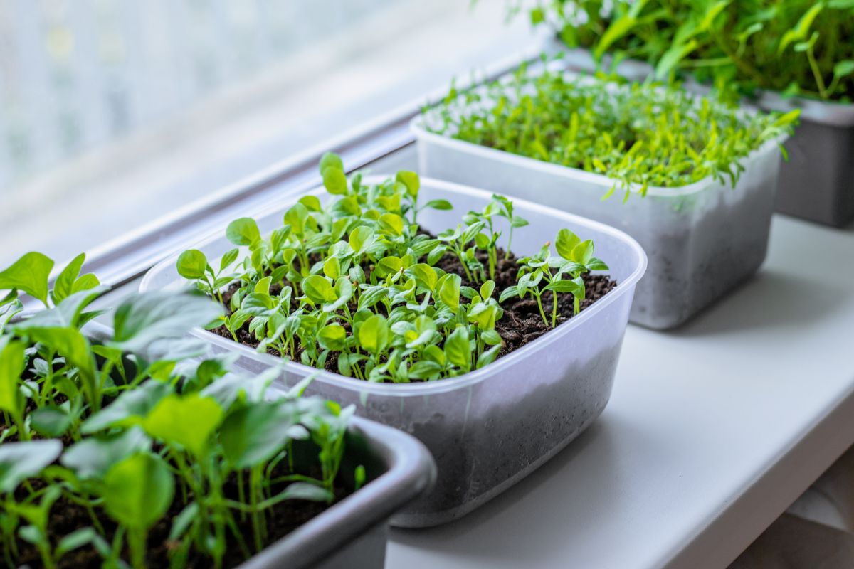 Eggplant seedlings on windowsill