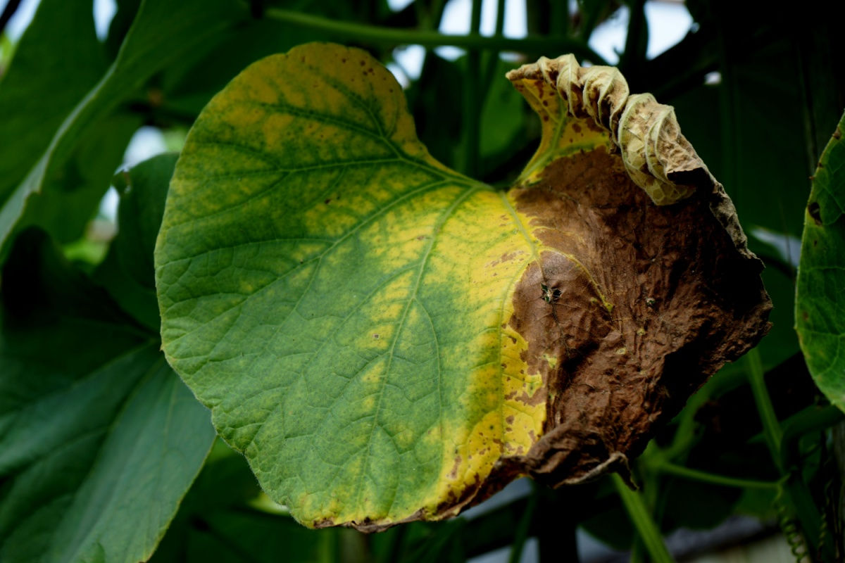 fertiliser burned leaf