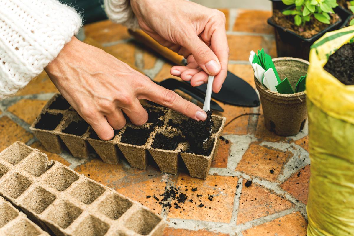 Filling Jiffy pots with soil