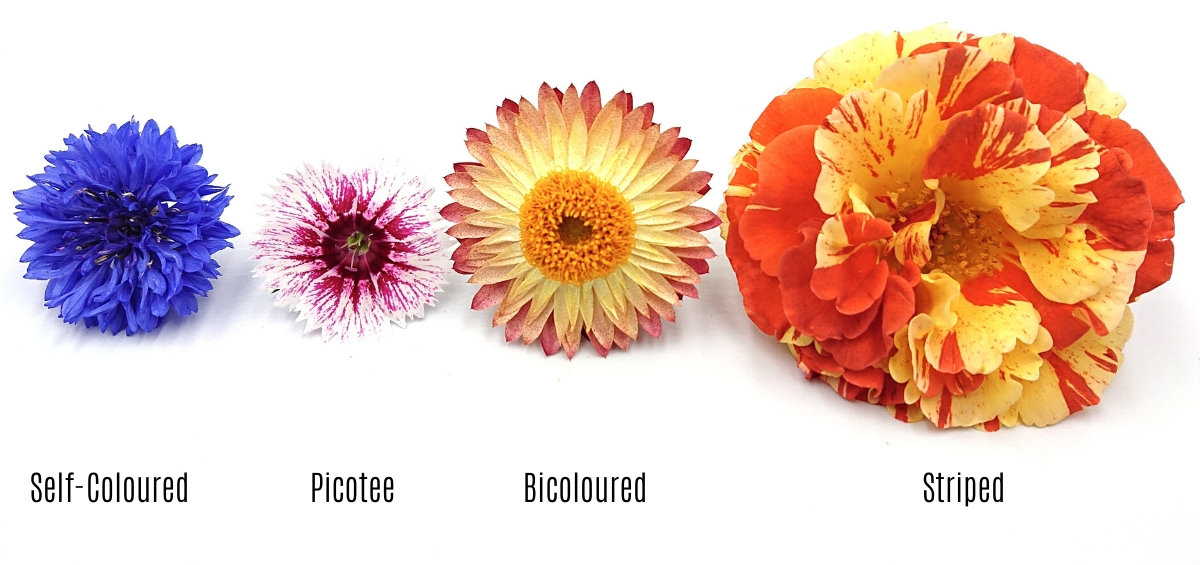 Understanding different flower stem types - British Florist Association