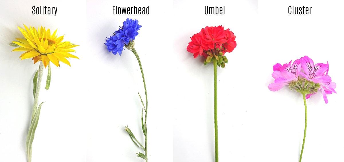 A Brief Guide to the Different Flower Types, Shapes, and Growing Patterns