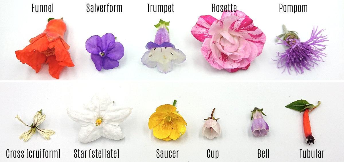 different types of flowers