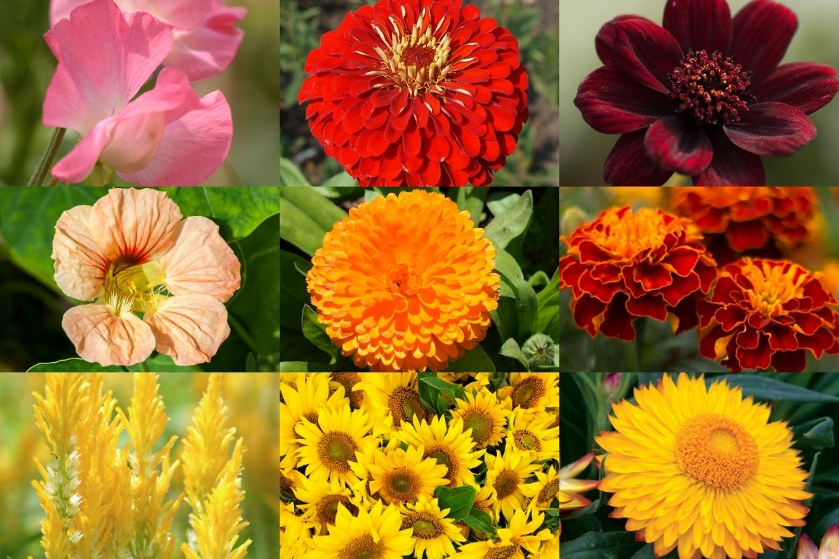 Flowers in warm colours and shades