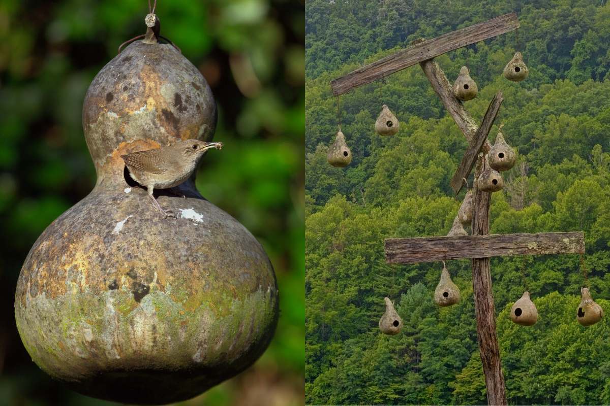 Gourd bird houses