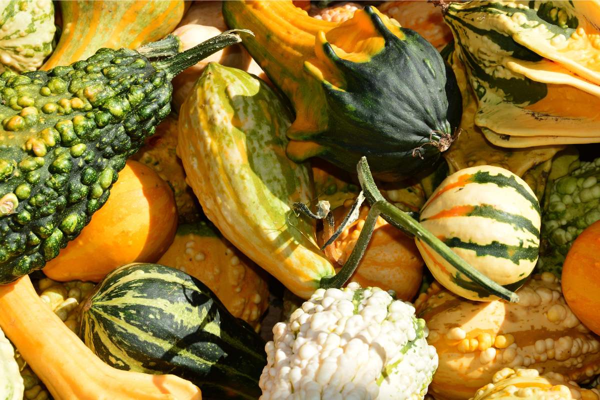 Gourds of different shapes and sizes