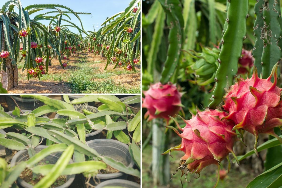 Growing dragon fruit