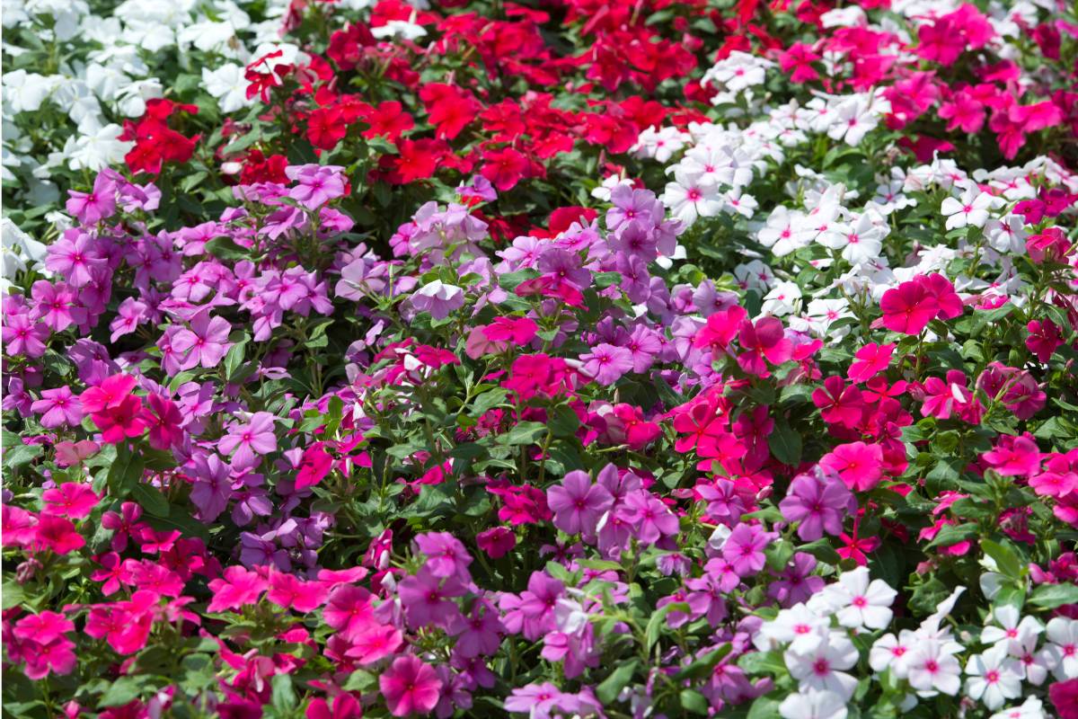 Harmonious colours pink and red vinca