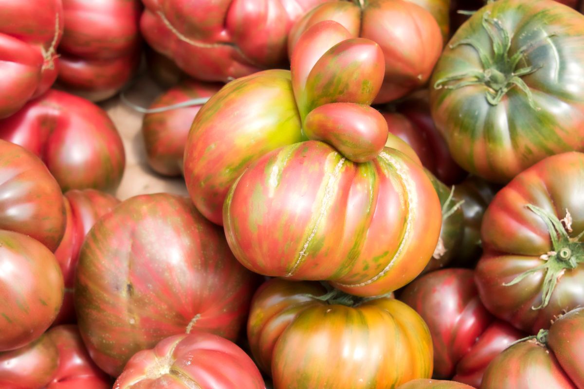 Heirloom tomatoes