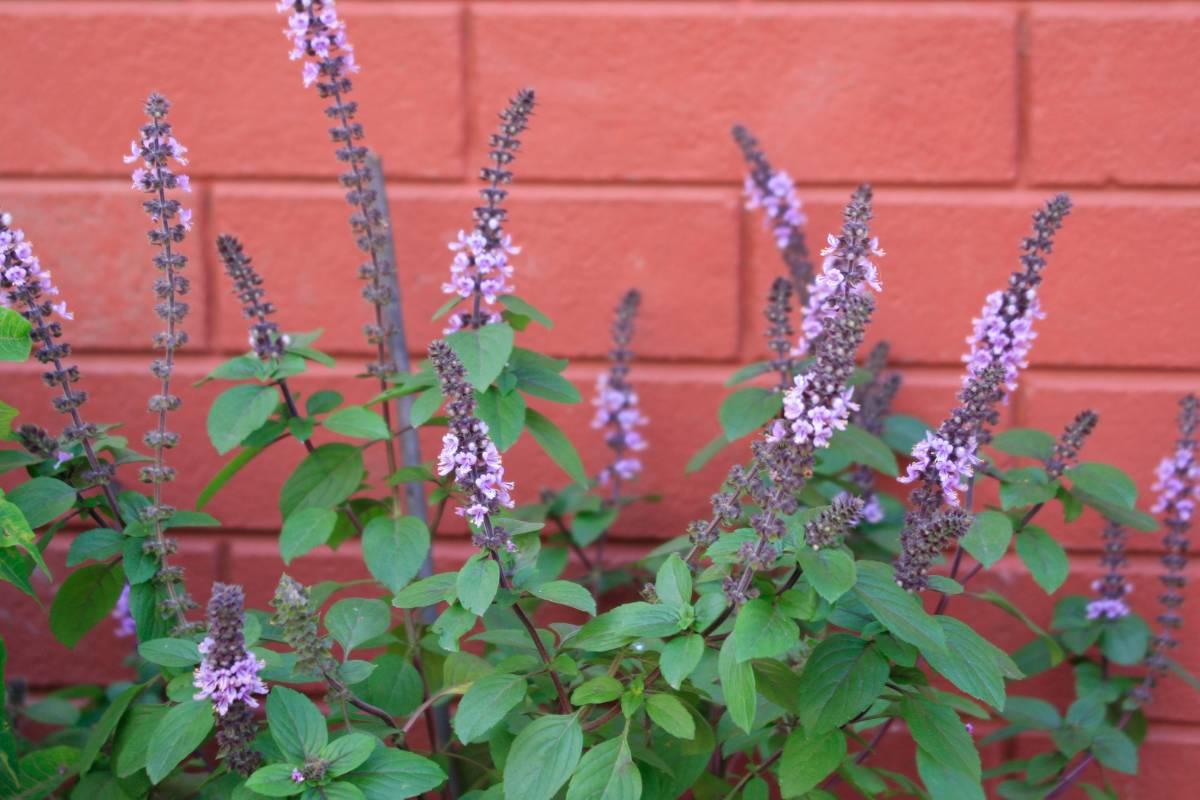 Holy basil with mauve flower spikes growing against a red brick wall