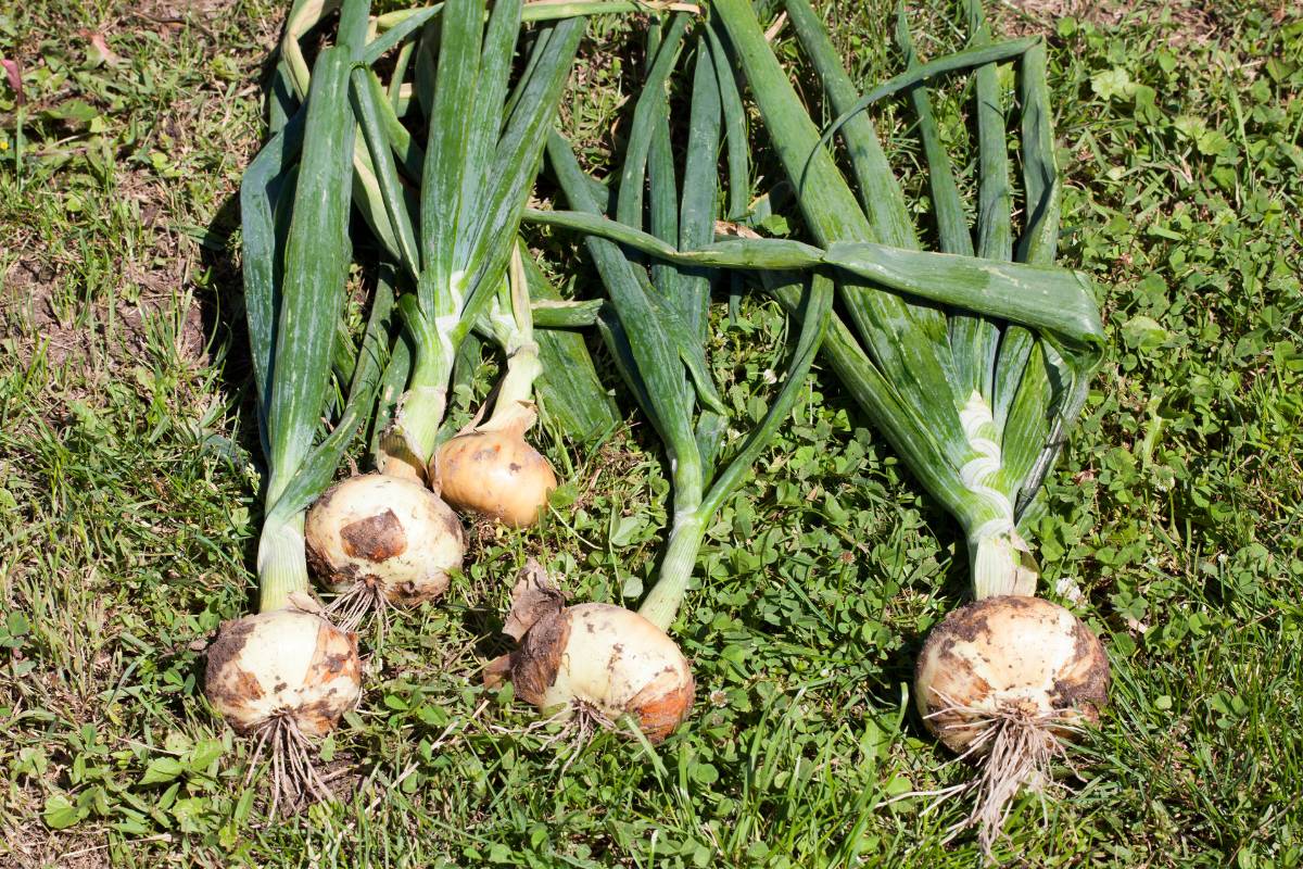 Homegrown onion plants with large bulbs