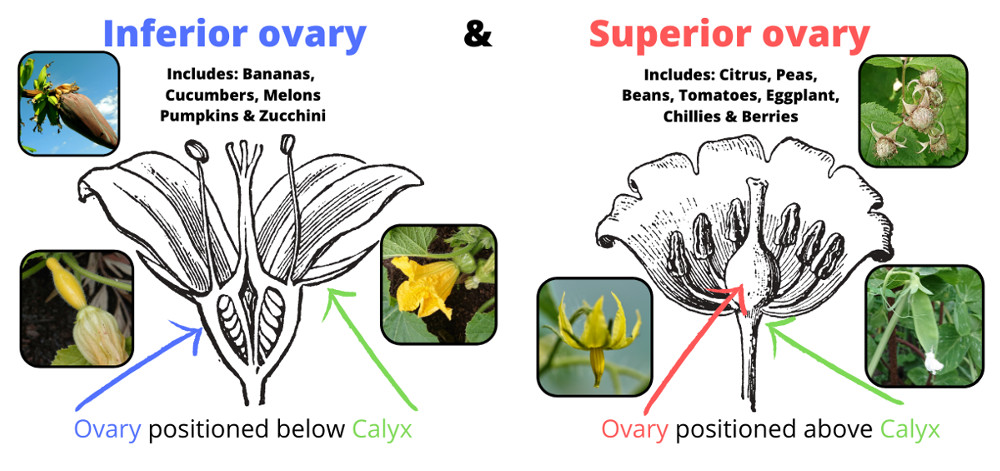 The Anatomy Of A Flower The Real Story Behind Garden Blooms The
