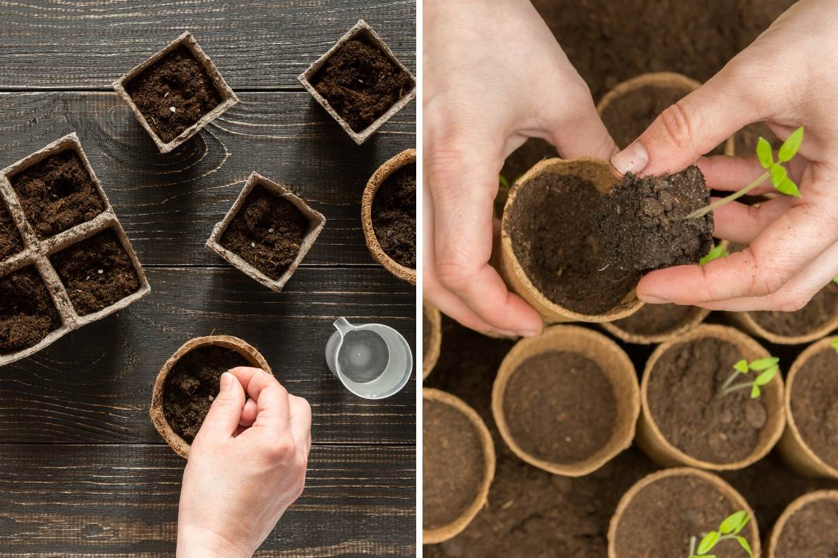 Jiffy pots sowing seed and plugs