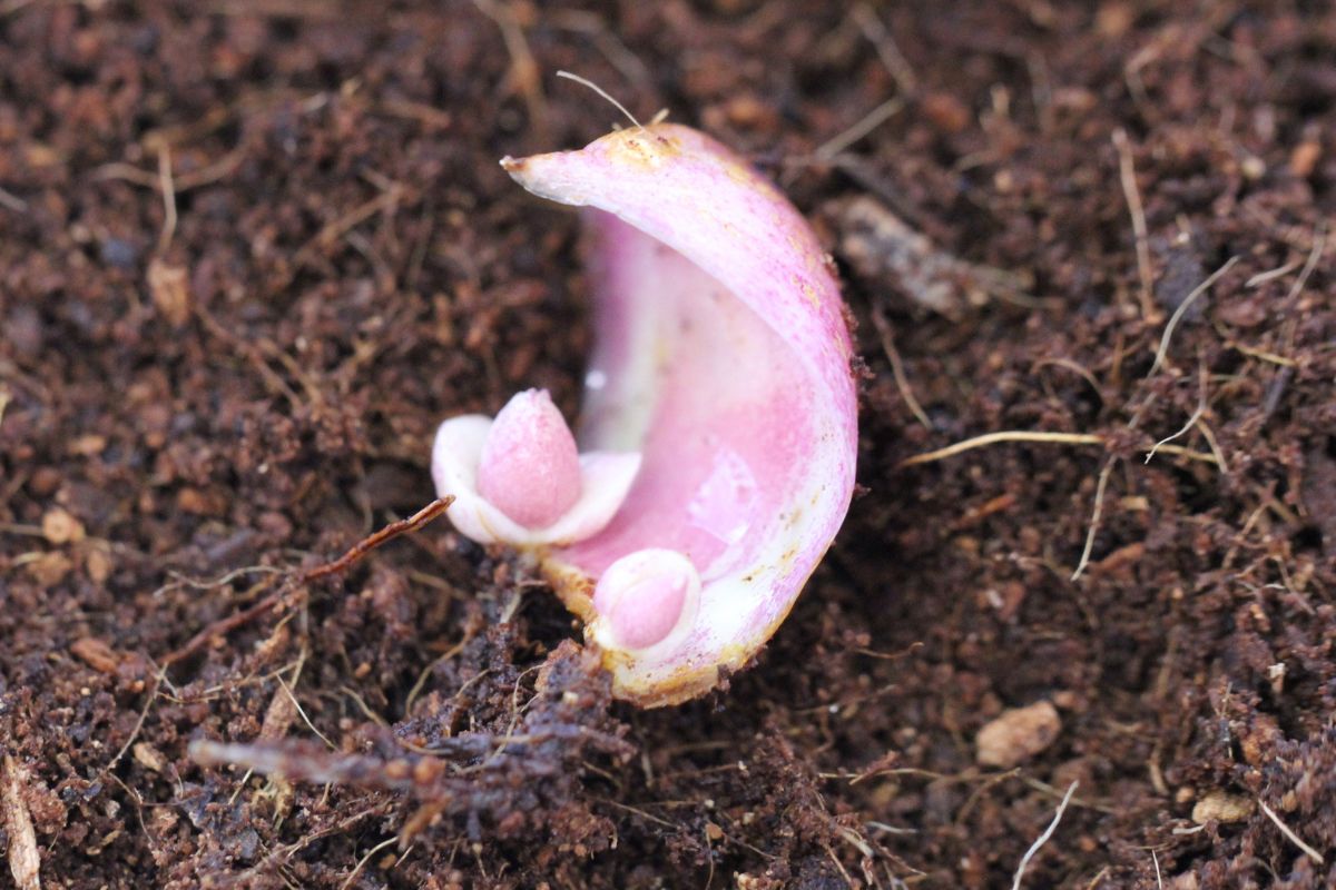 Lily scale with multiple bulblets